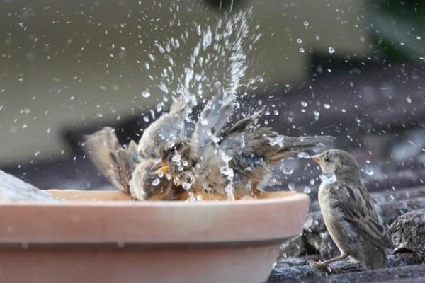 Ideas de enriquecimiento para aves como mascotas: baños para pájaros