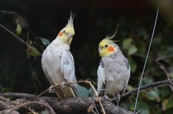 Ideas de enriquecimiento para aves como mascota: socialización