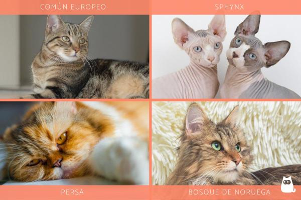 Razas de gatos domésticos con manchas - Otras razas de gatos con manchas