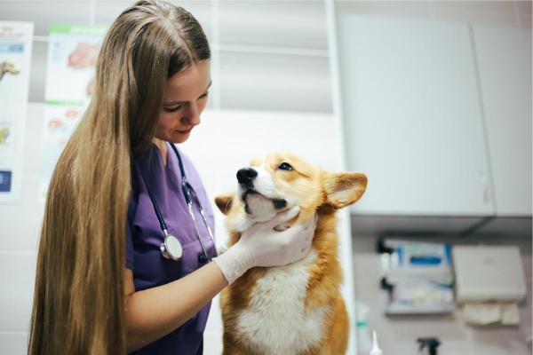 ¿Cuánto tiempo tardará un perro en pasar un objeto extraño?  - ¿Qué hacer si tu perro no expulsa el cuerpo extraño?