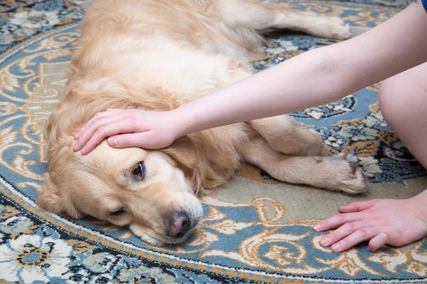 ¿Cuánto tiempo tardará un perro en pasar un objeto extraño?  - ¿Cómo puedo saber si mi perro se ha tragado un objeto extraño?