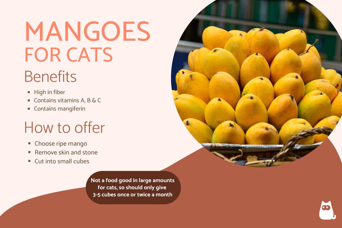 ¿pueden Los Gatos Comer Mango?