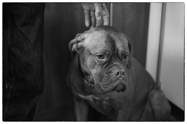 ¿Qué es un perro con pedigrí? - Por qué algunas personas quieren un certificado de pedigrí