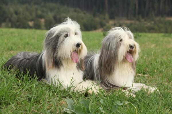 Tipos de razas de perros escoceses: 2. Collie barbudo