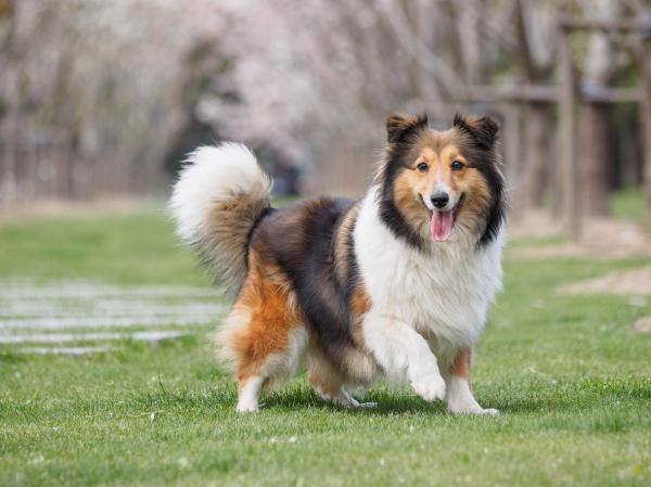 Tipos de razas de perros escoceses - 8. Perro pastor de Shetland