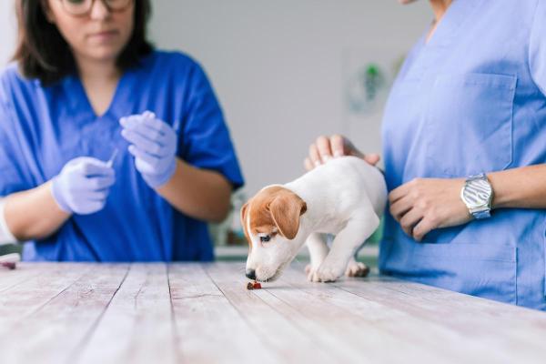 La caca de mi perro tiene gusanos blancos - ¿Qué hacer si la caca de mi perro tiene gusanos blancos?