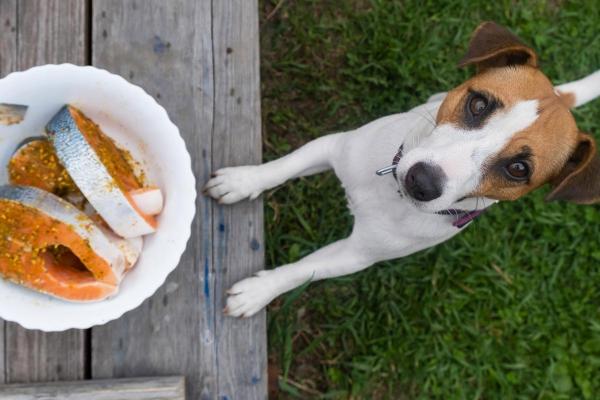 ¿Pueden los perros comer salmón? - ¿Cómo dar salmón a los perros?