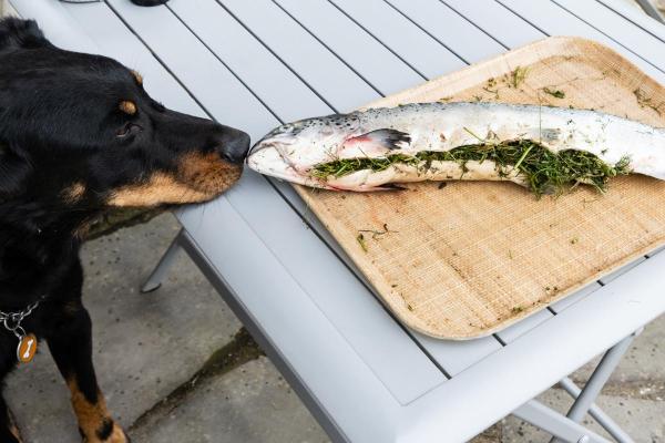 ¿Pueden los perros comer salmón? - Efectos secundarios del salmón para perros