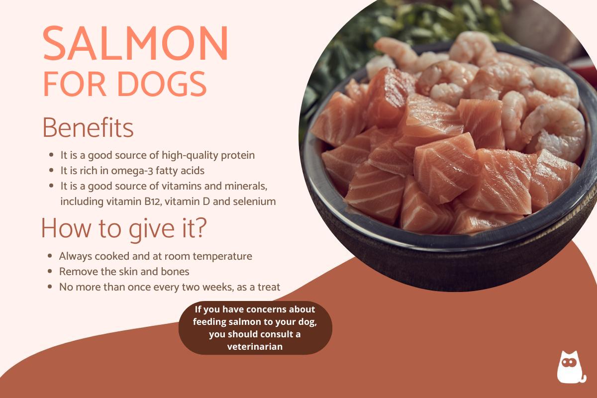¿pueden Los Perros Comer Salmón?