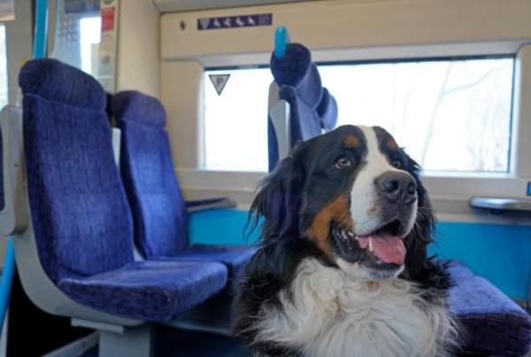 ¿Se permiten perros en los trenes? - Recomendaciones para viajar con perros en tren