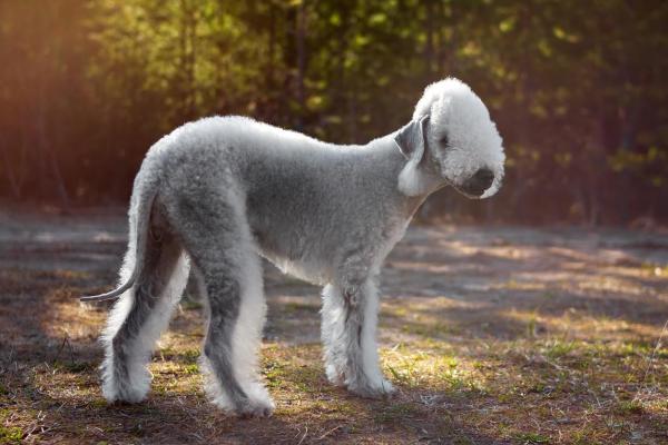 Razas de perros que parecen ovejas - 3. Bedlington Terrier