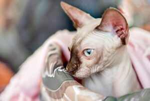 Mi Gato Sphynx Tiene Pelo