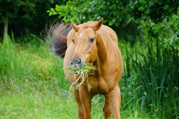 ¿Qué comen los caballos? - ¿Qué comen los caballos salvajes?