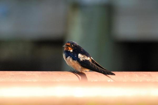 ¿Qué son las aves migratorias? - Una guía para la migración de las aves - 1. Golondrina común