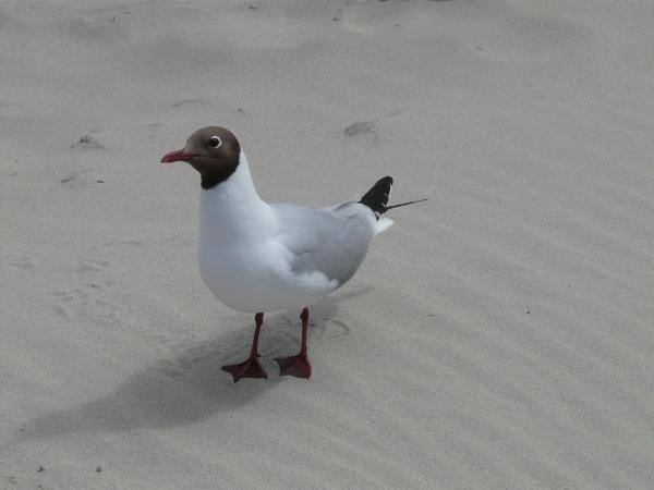 ¿Qué son las aves migratorias? - Guía para la migración de aves - 2. Gaviota reidora