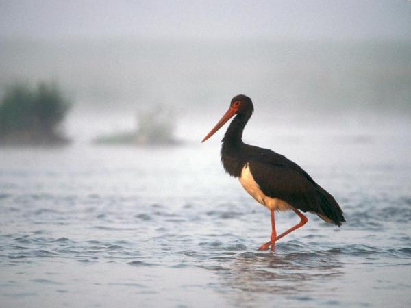 ¿Qué son las aves migratorias? - Guía para la migración de las aves - 5. Cigüeña negra