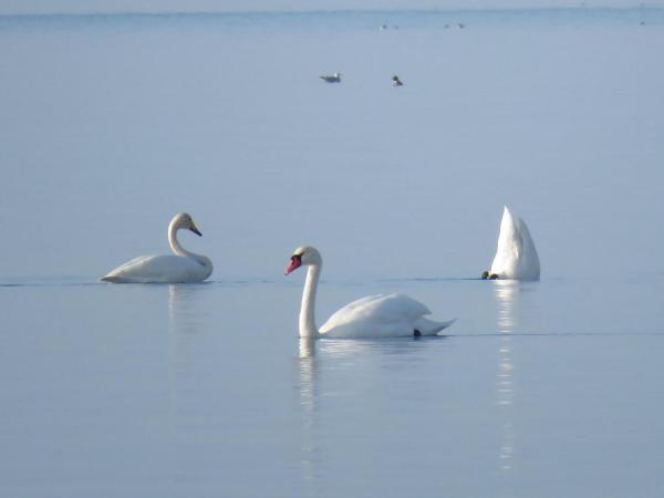 ¿Qué son las aves migratorias? - Una guía para la migración de las aves - 3. Cisne cantor