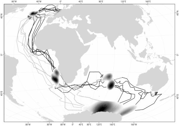 ¿Qué son las aves migratorias? - Una guía para la migración de aves - Aves que migran por más tiempo