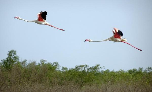 ¿Qué son las aves migratorias? - Guía para la migración de aves - 4. Flamenco común