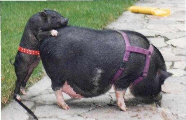 Cerdos barrigones vietnamitas como mascotas - Paseando a un cerdo barrigón vietnamita
