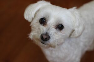 Cómo Saber Si Un Perro Maltés Es De Pura Raza
