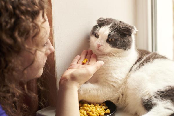 ¿Pueden los gatos comer maíz? - Cómo darle maíz a tu gato