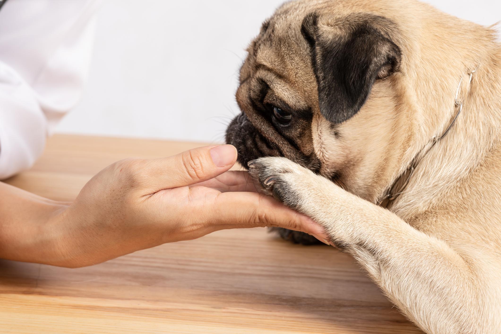 ¿Por Qué Mi Perro Me Muerde Con Los Dientes Frontales? ¿por Qué Mi Perro Me Muerde Con Los Dientes Frontales?
