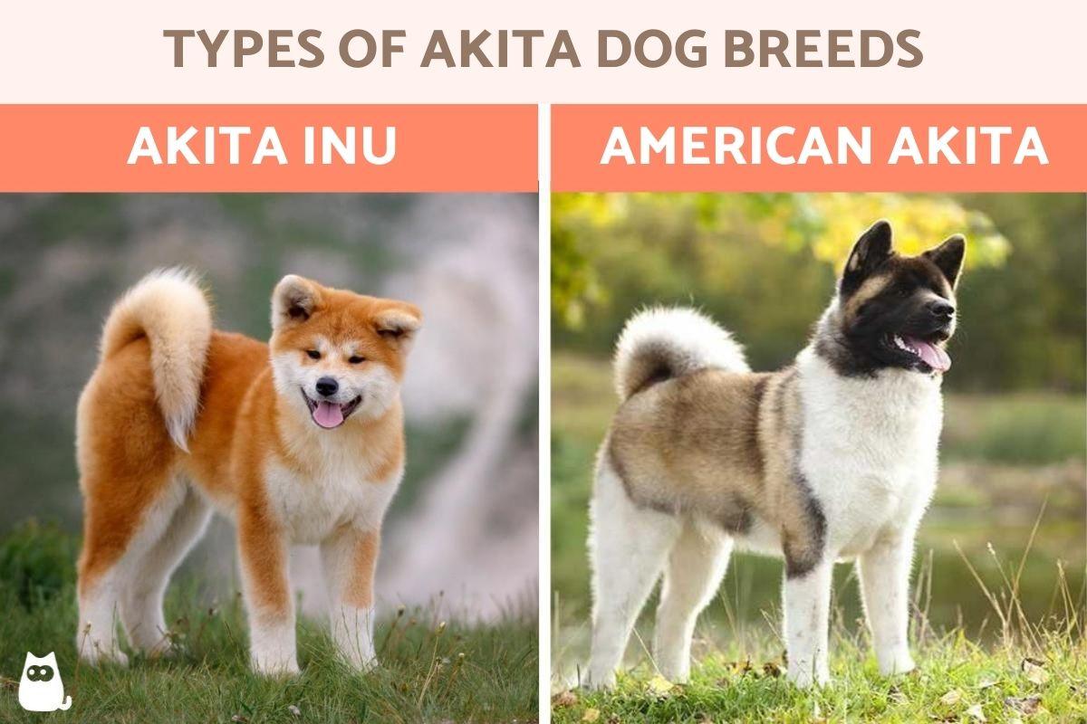 Tipos De Razas De Perros Akita