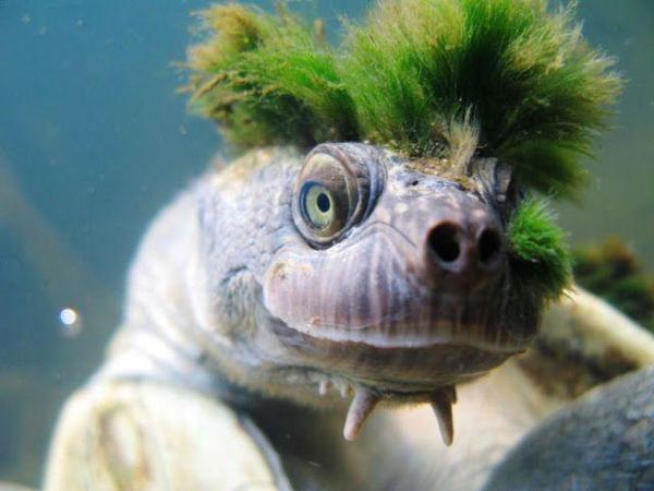 Tipos de especies de tortugas de río - Tortuga de río Mary (Elusor macrurus)