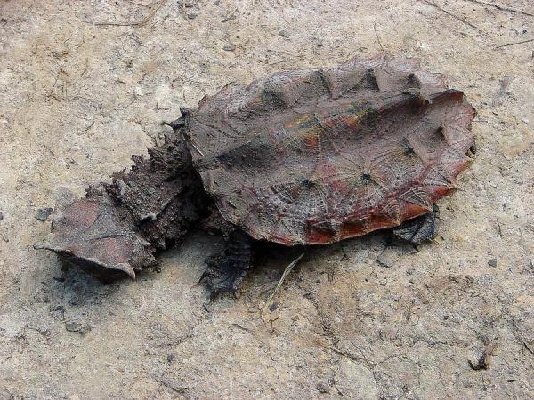 Tipos de especies de tortugas de río - Tortuga Matamata (Chelus fimbriatus)