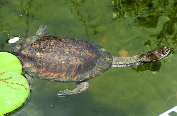 Tipos de especies de tortugas de río: tortuga de cuello de serpiente brasileña (Hydromedusa maximiliani)