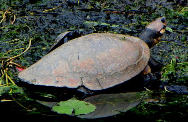 Tipos de especies de tortugas de río - Tortuga de río Magdalena (Podocnemis lewyana)