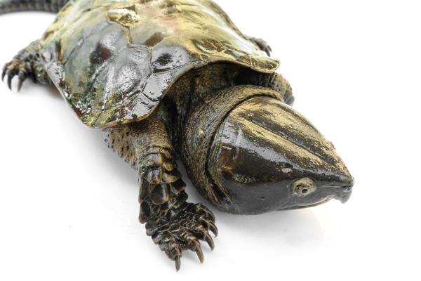 Tipos de especies de tortugas de río: tortuga cabezona (Platysternon megacephalum)
