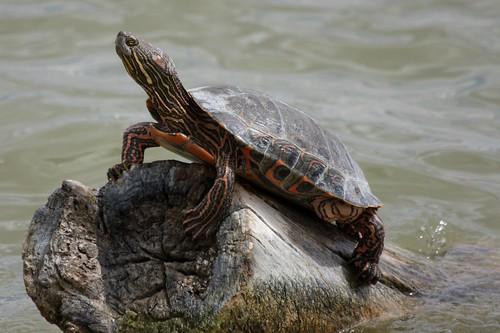 Tipos de especies de tortugas de río: control deslizante de Big Bend (Trachemys gaigeae)