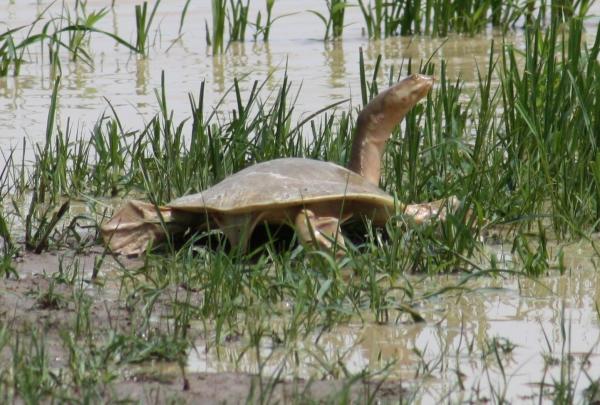Tipos de especies de tortugas de río: tortuga de caparazón de Nubia (Cyclanorbis elegans)