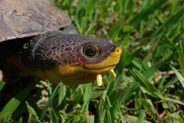 Tipos de especies de tortugas de río: tortuga de cuello lateral de Hoge (Mesoclemmys hogei)