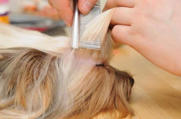 Cómo quitar las esteras del pelo de un Yorkie - Cuidando el pelaje de un Yorkshire Terrier