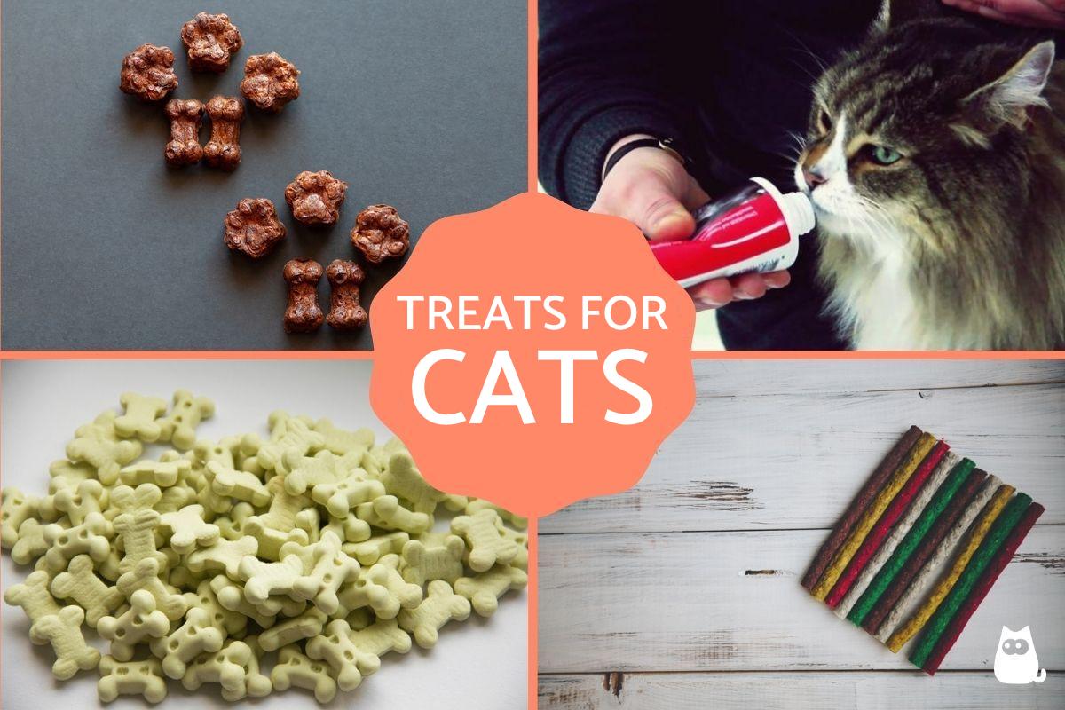 ¿Cuáles Son Las Mejores Golosinas Para Gatos? ¿cuáles Son Las Mejores Golosinas Para Gatos?