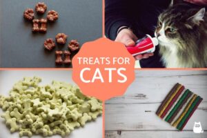 ¿cuáles Son Las Mejores Golosinas Para Gatos?