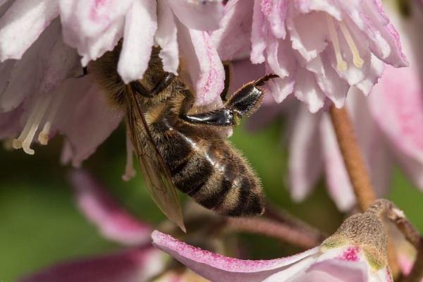 ¿Cuáles son las partes de la abeja? - Tórax de las abejas