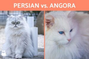 Diferencias Entre Un Gato Persa Y Un Gato De Angora