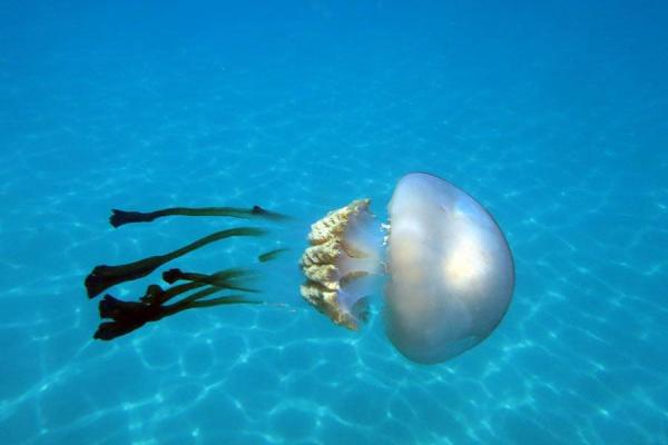 Animales sin sistema nervioso central: medusas