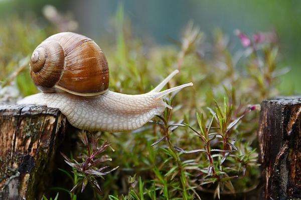 Animales sin sistema nervioso central: moluscos
