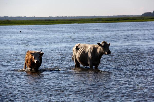 ¿Pueden nadar las vacas? - ¿Cómo nadan las vacas?