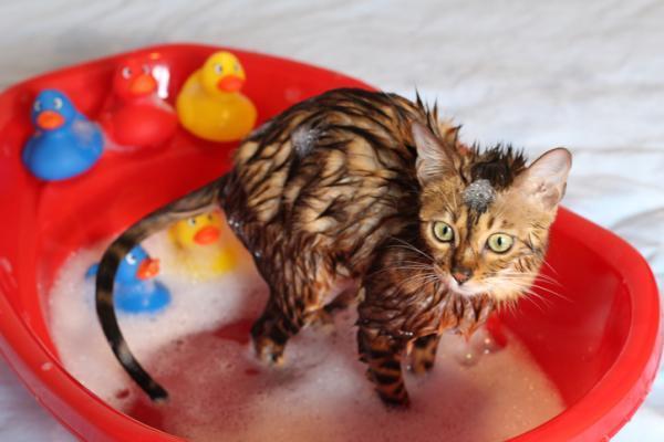 ¿con Qué Frecuencia Debo Bañar a Un Gato?