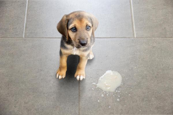 Causas y tratamiento de la regurgitación en perros - Regurgitación en cachorros
