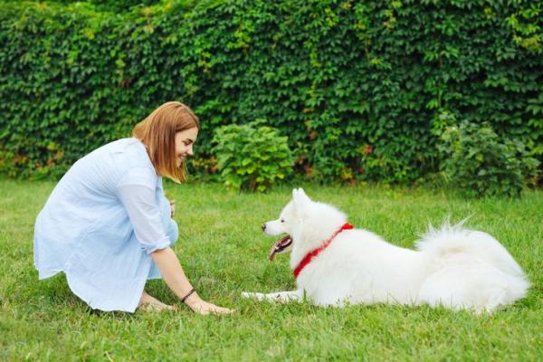 Enriquecimiento Ambiental para Perros y Cachorros - 2. Adiestramiento y educación canina 