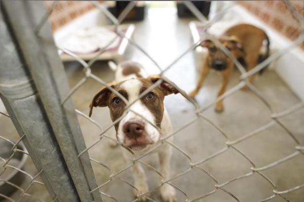 Enriquecimiento Ambiental para Perros y Cachorros - 5. Paseos y deportes caninos