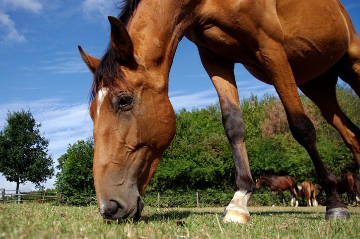 ¿Por Qué Los Caballos Comen Su Propio Estiércol? ¿por Qué Los Caballos Comen Su Propio Estiércol?