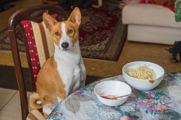 ¿Pueden los perros comer pasta o fideos? - ¿Cuánta pasta o fideos puedo darle a mi perro?